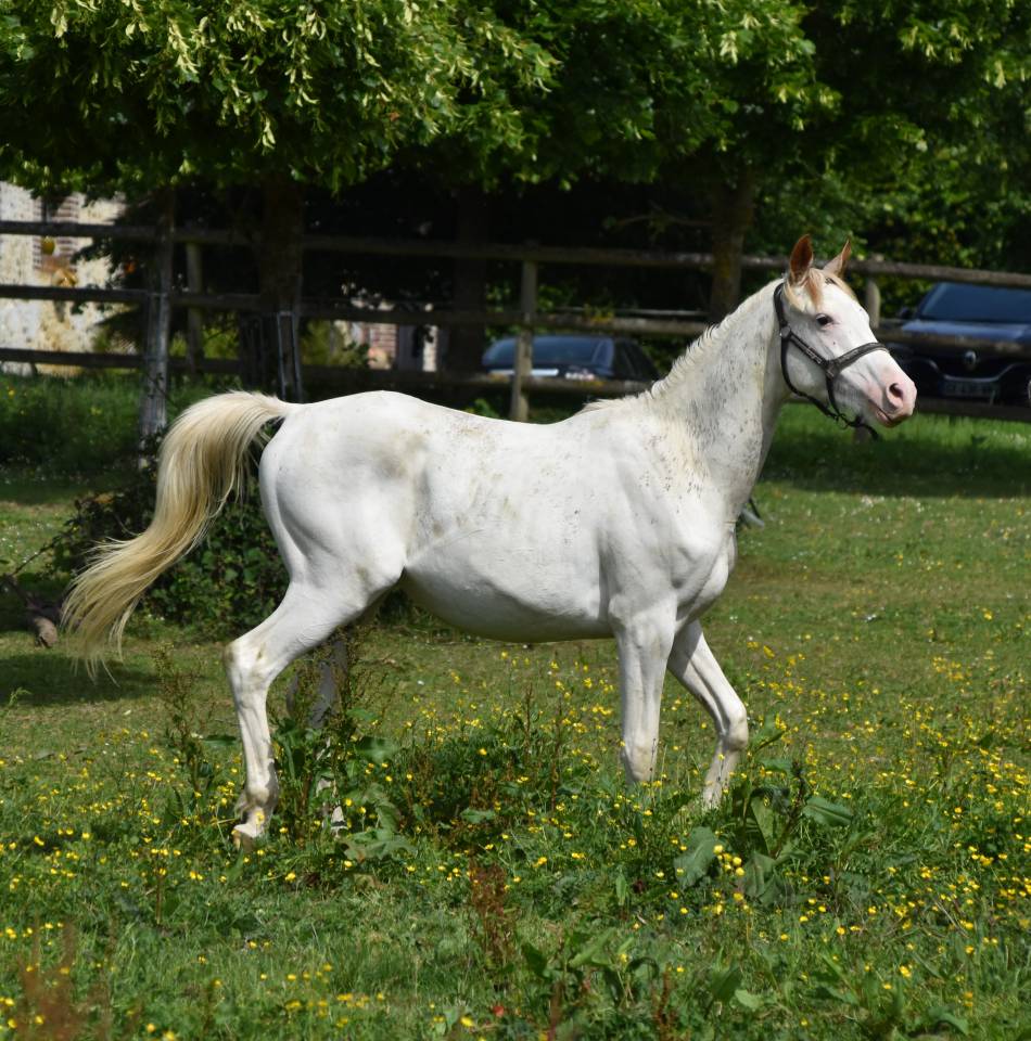 Colt Anglo-Arabian For sale 2023 Other color