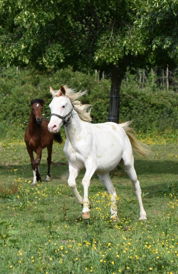 Colt Anglo-Arabian For sale 2023 Other color