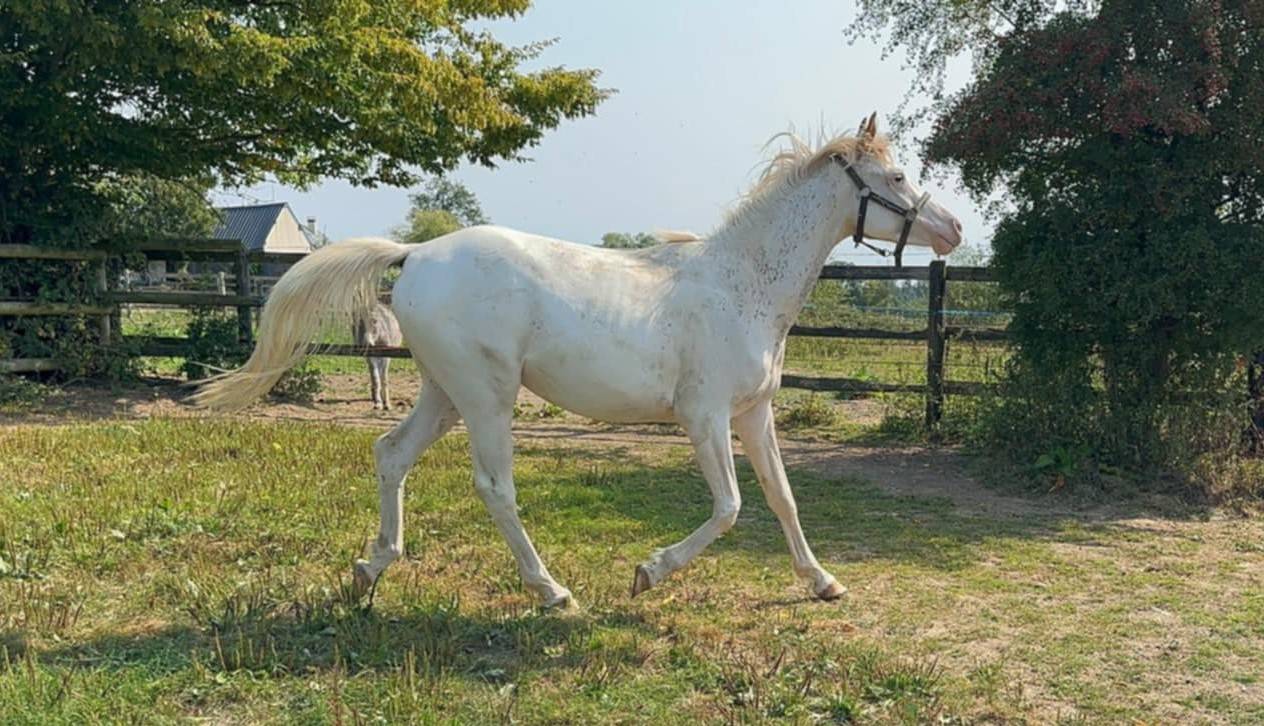 Colt Anglo-Arabian For sale 2023 Other color