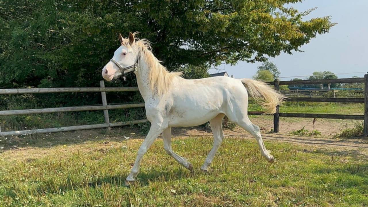 Colt Anglo-Arabian For sale 2023 Other color