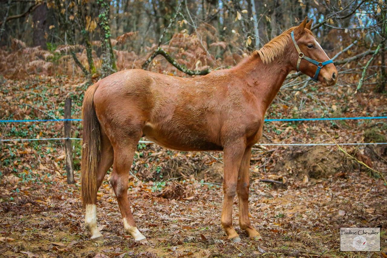 Colt Anglo-Arabian For sale 2024 Chesnut