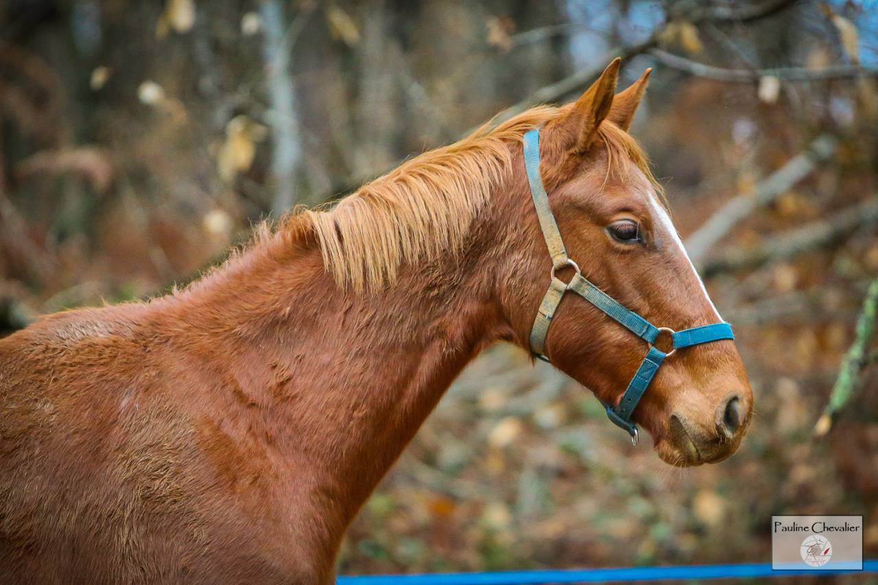Colt Anglo-Arabian For sale 2024 Chesnut