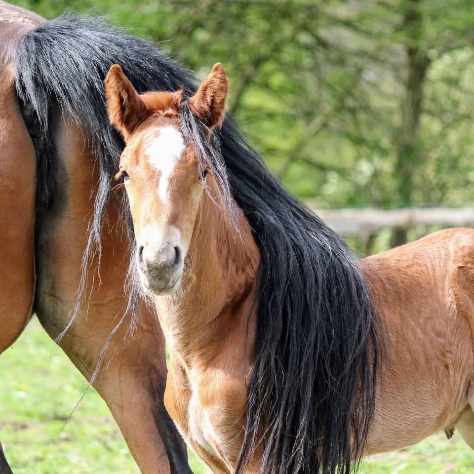 Colt sBs Belgian Warmblood For sale 2024 Chesnut