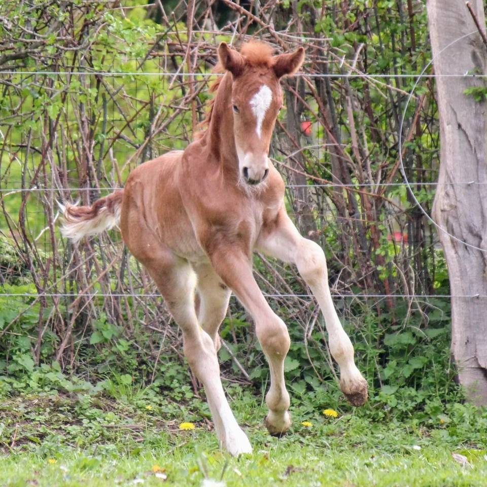 Colt sBs Belgian Warmblood For sale 2024 Chesnut