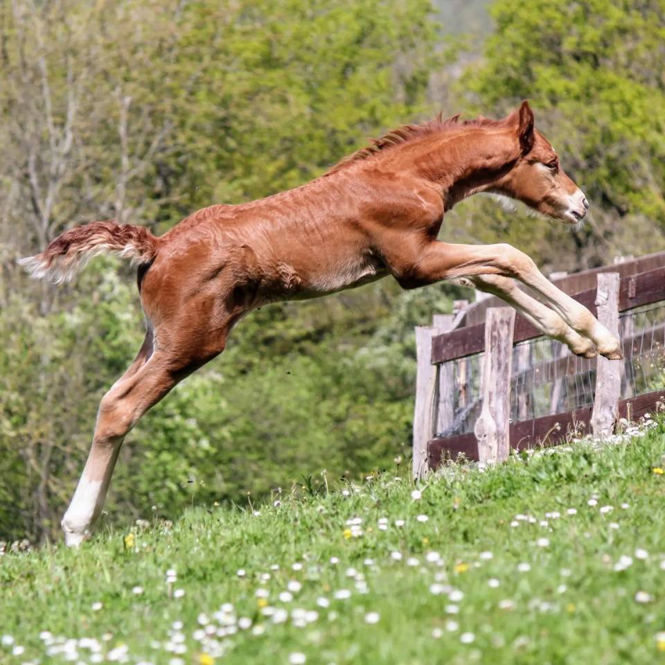 Colt sBs Belgian Warmblood For sale 2024 Chesnut
