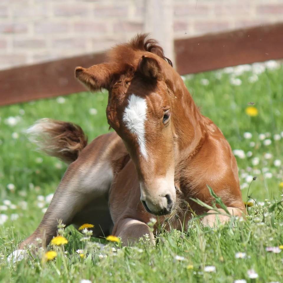 Colt sBs Belgian Warmblood For sale 2024 Chesnut