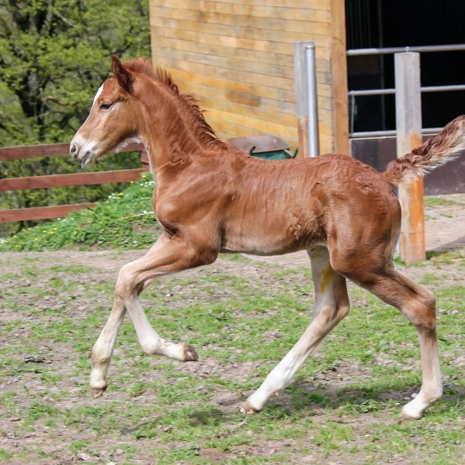Colt sBs Belgian Warmblood For sale 2024 Chesnut