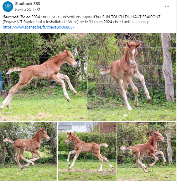 Colt sBs Belgian Warmblood For sale 2024 Chesnut