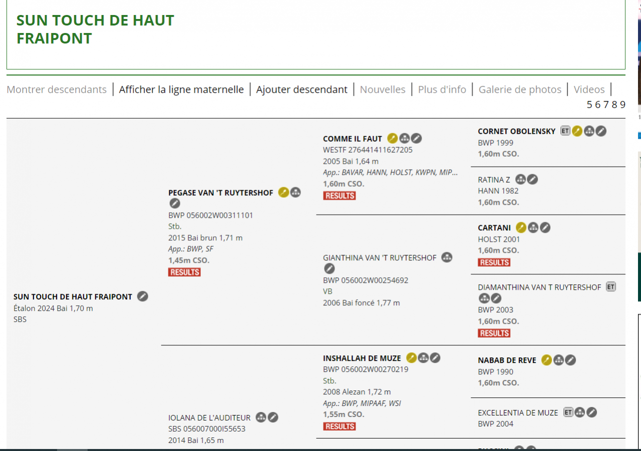 Colt sBs Belgian Warmblood For sale 2024 Chesnut