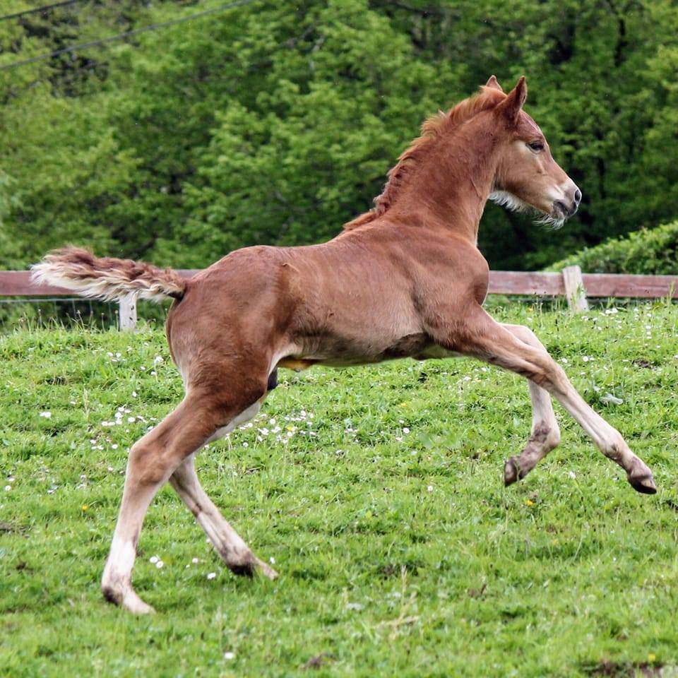 Colt sBs Belgian Warmblood For sale 2024 Chesnut