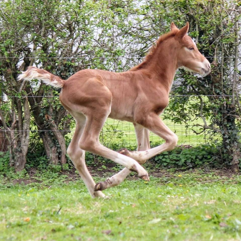 Colt sBs Belgian Warmblood For sale 2024 Chesnut