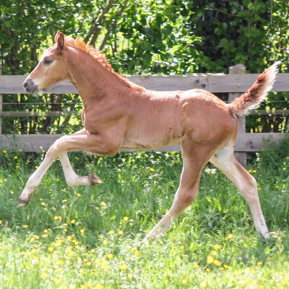 Colt sBs Belgian Warmblood For sale 2024 Chesnut