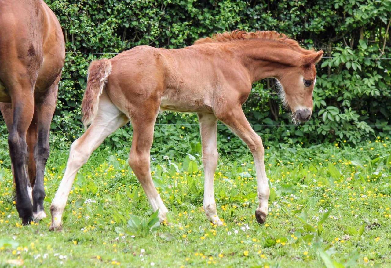 Colt sBs Belgian Warmblood For sale 2024 Chesnut