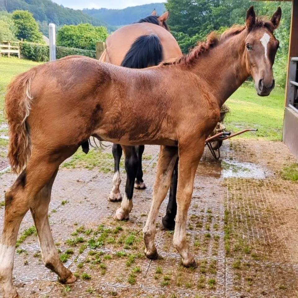 Colt sBs Belgian Warmblood For sale 2024 Chesnut