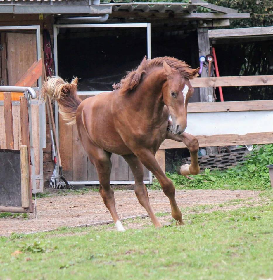 Colt sBs Belgian Warmblood For sale 2024 Chesnut