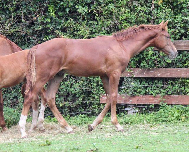 Colt sBs Belgian Warmblood For sale 2024 Chesnut