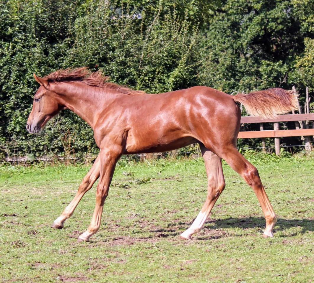 Colt sBs Belgian Warmblood For sale 2024 Chesnut