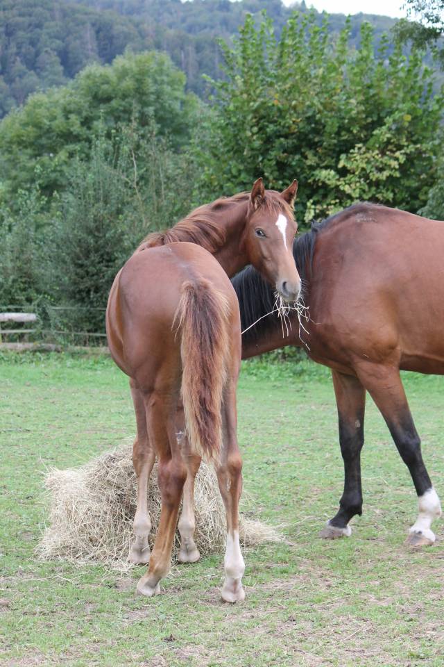 Colt sBs Belgian Warmblood For sale 2024 Chesnut