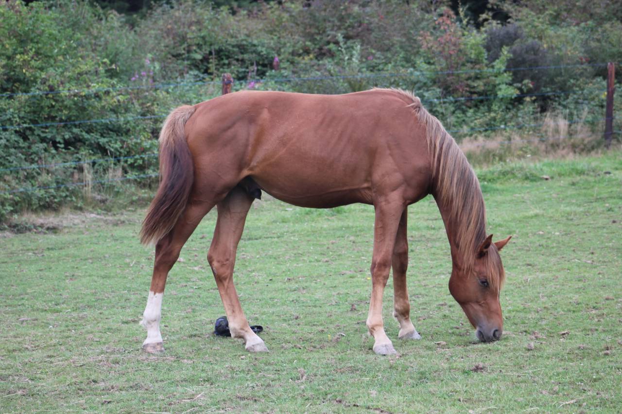 Colt sBs Belgian Warmblood For sale 2024 Chesnut