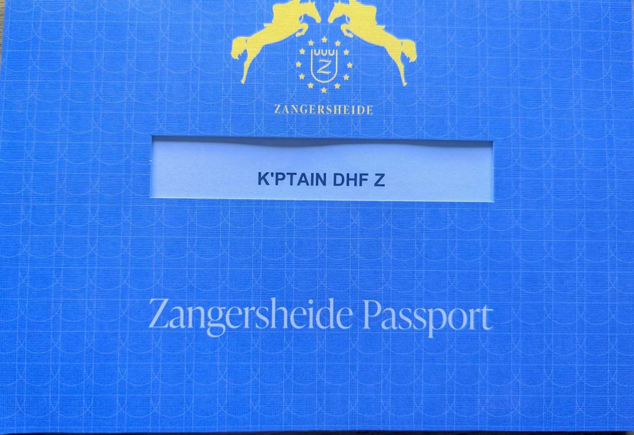 Entire Zangersheide For sale 2026 Chesnut