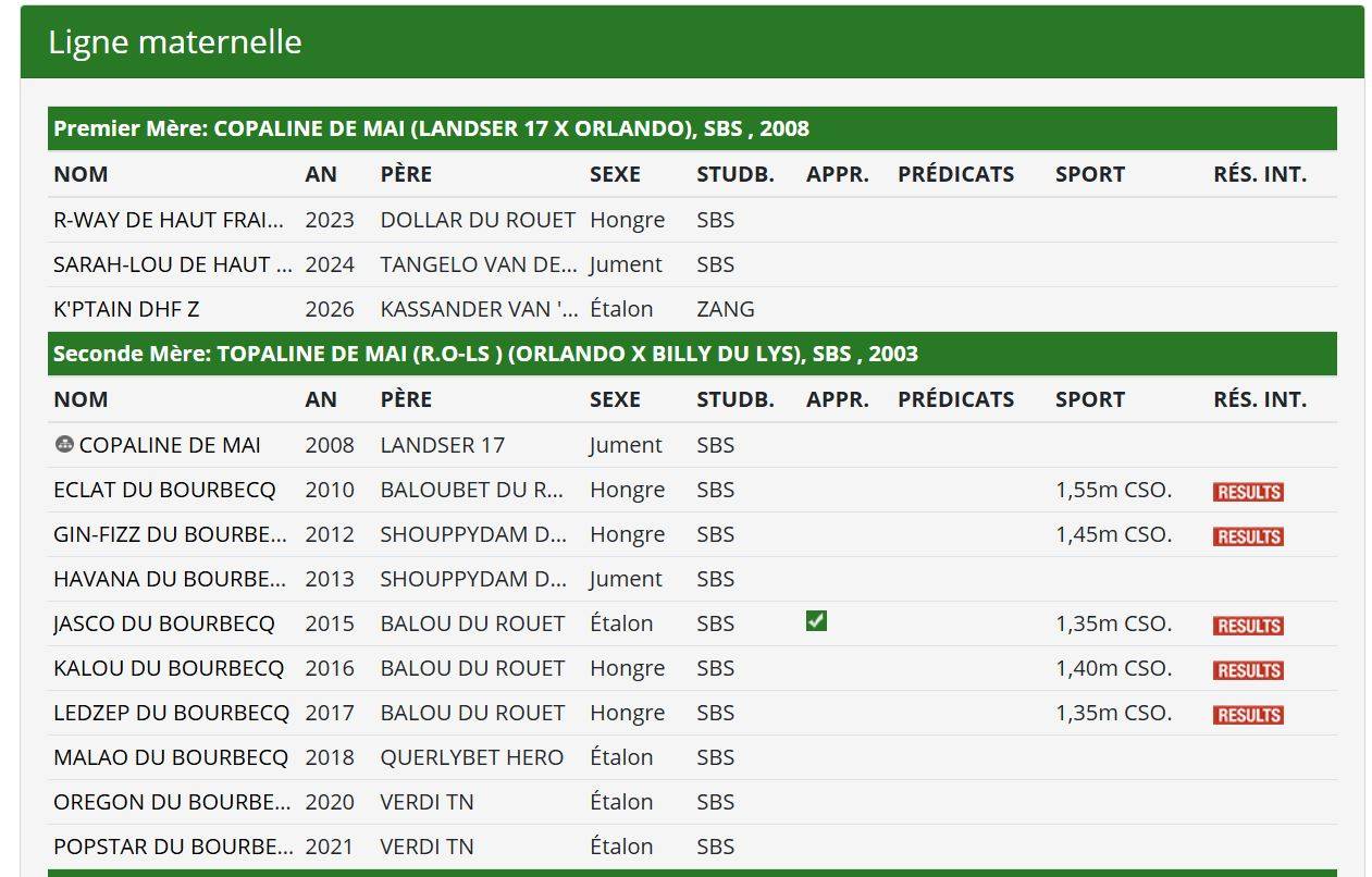 Entire Zangersheide For sale 2026 Chesnut