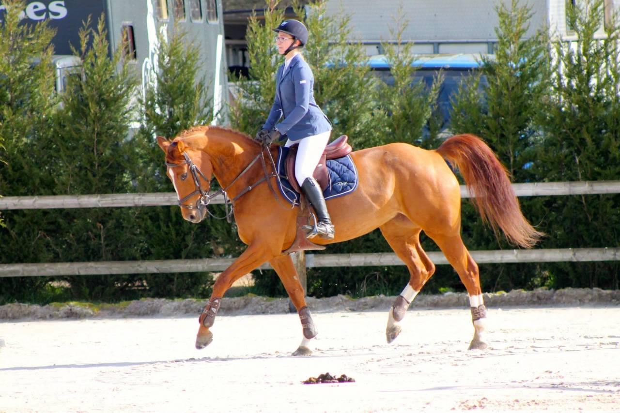 Entire Zangersheide For sale 2026 Chesnut