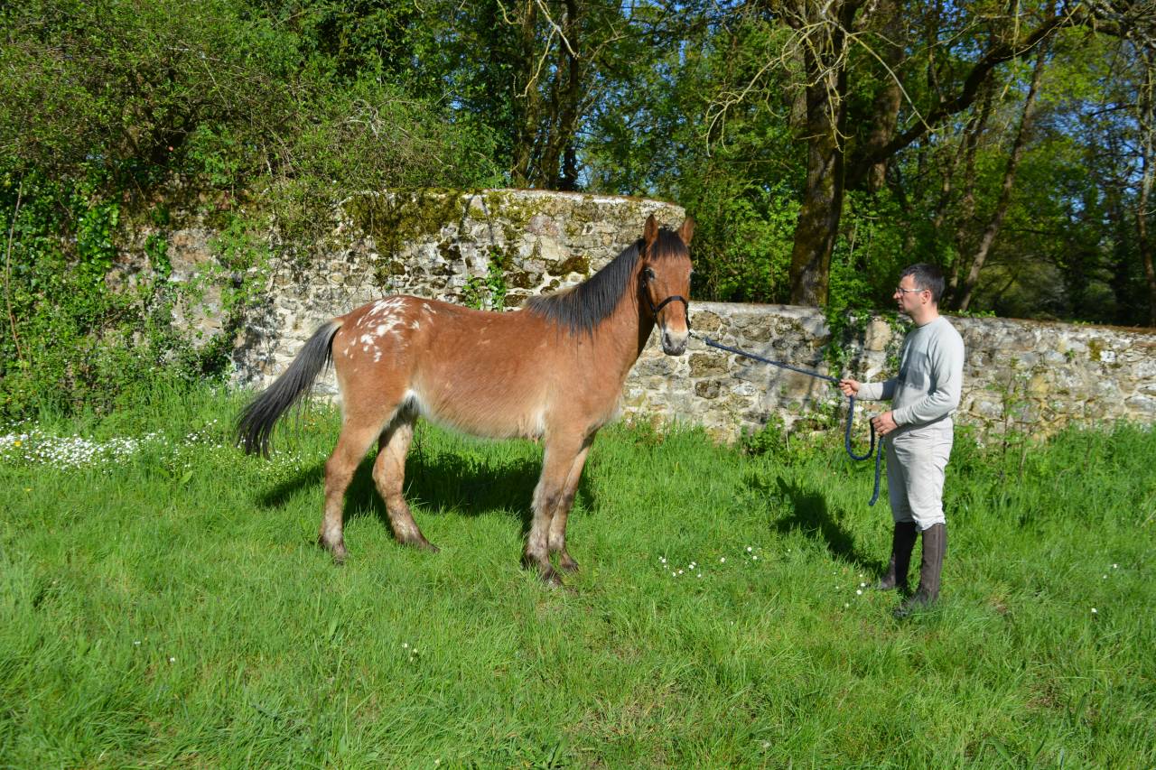 Gelding No Origin Recorded For sale 2020 Other color