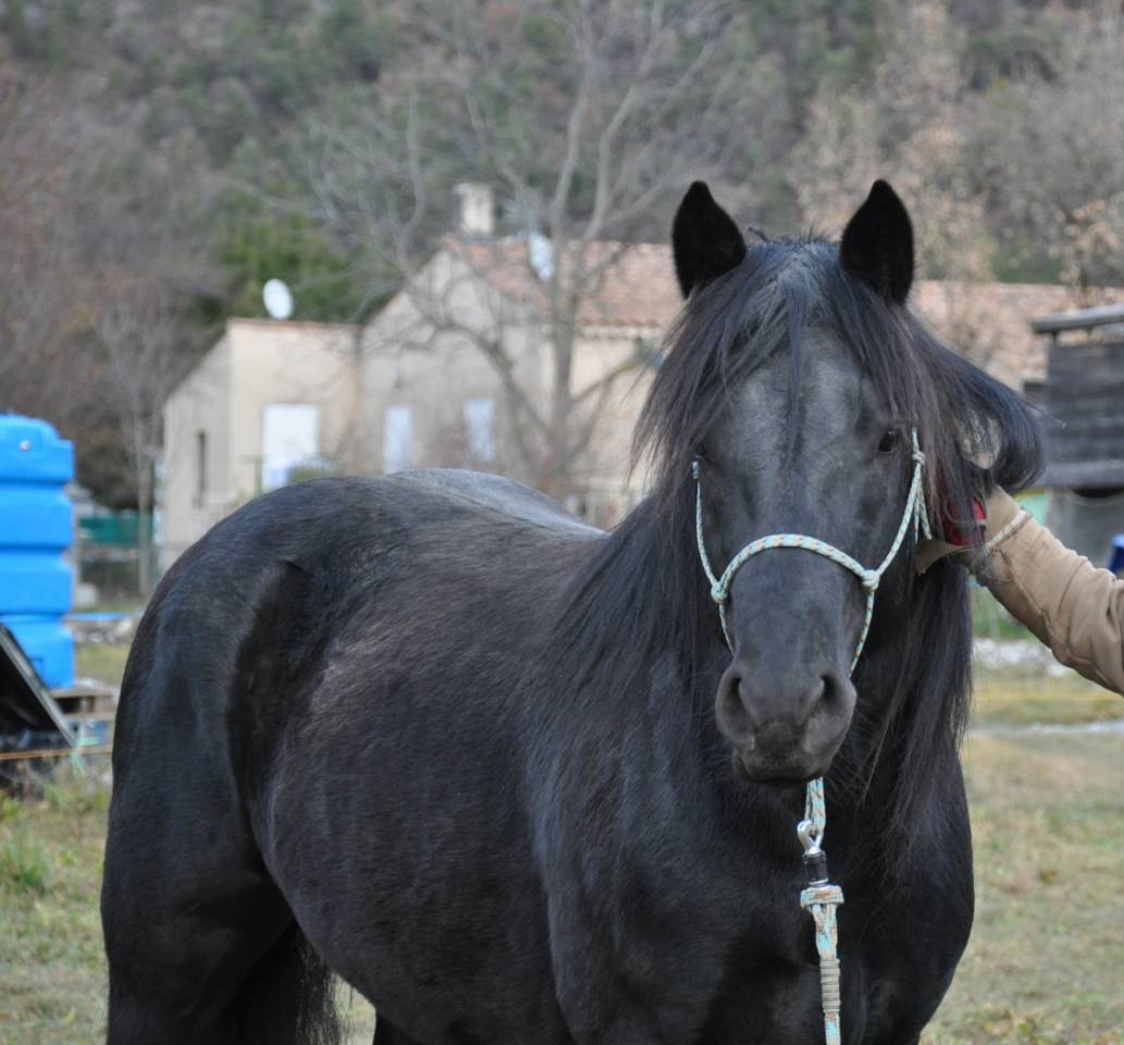 JOYEUX D'HEINS - Mérens 2019