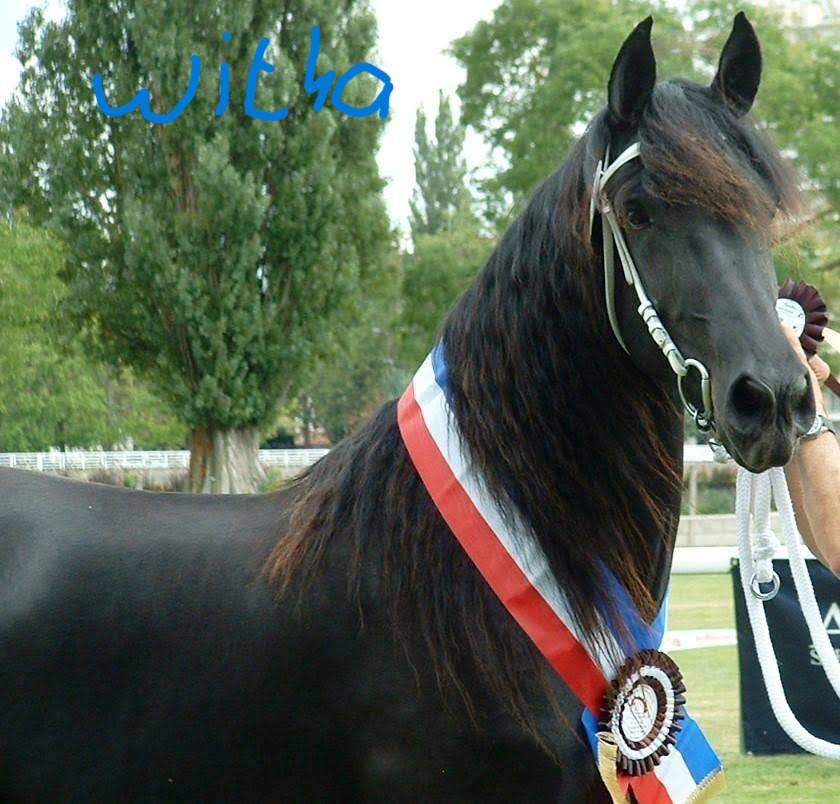 Stallion Friesian Arabian For sale 2022 Black