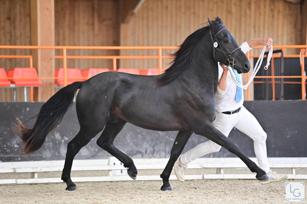 Stallion Friesian Arabian For sale 2022 Black