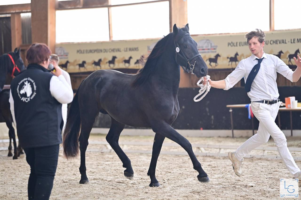 Stallion Friesian Arabian For sale 2022 Black