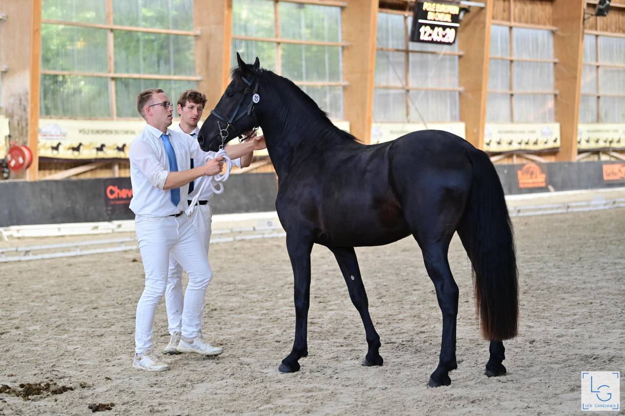 Stallion Friesian Arabian For sale 2022 Black