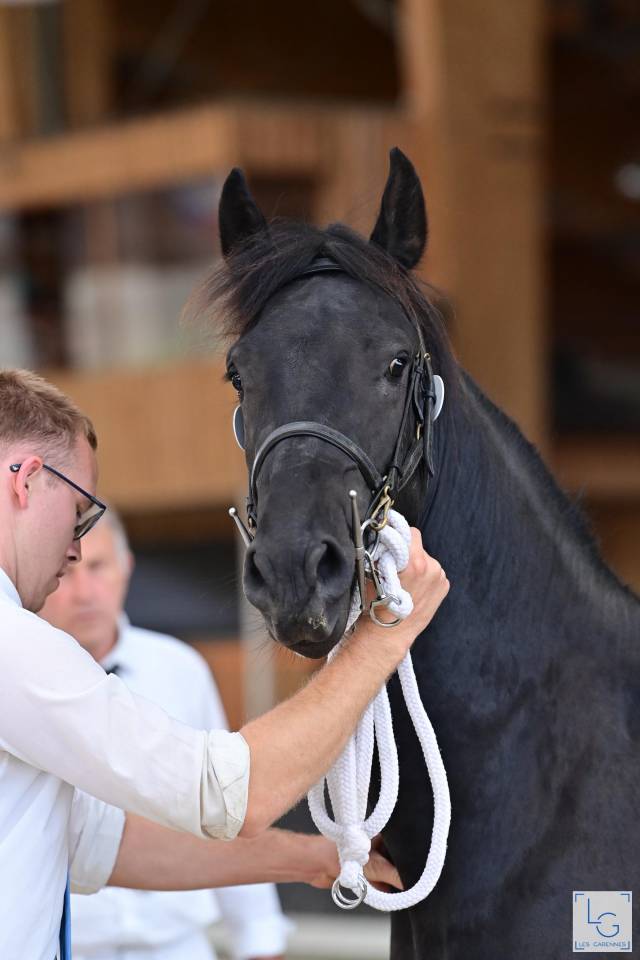 Stallion Friesian Arabian For sale 2022 Black