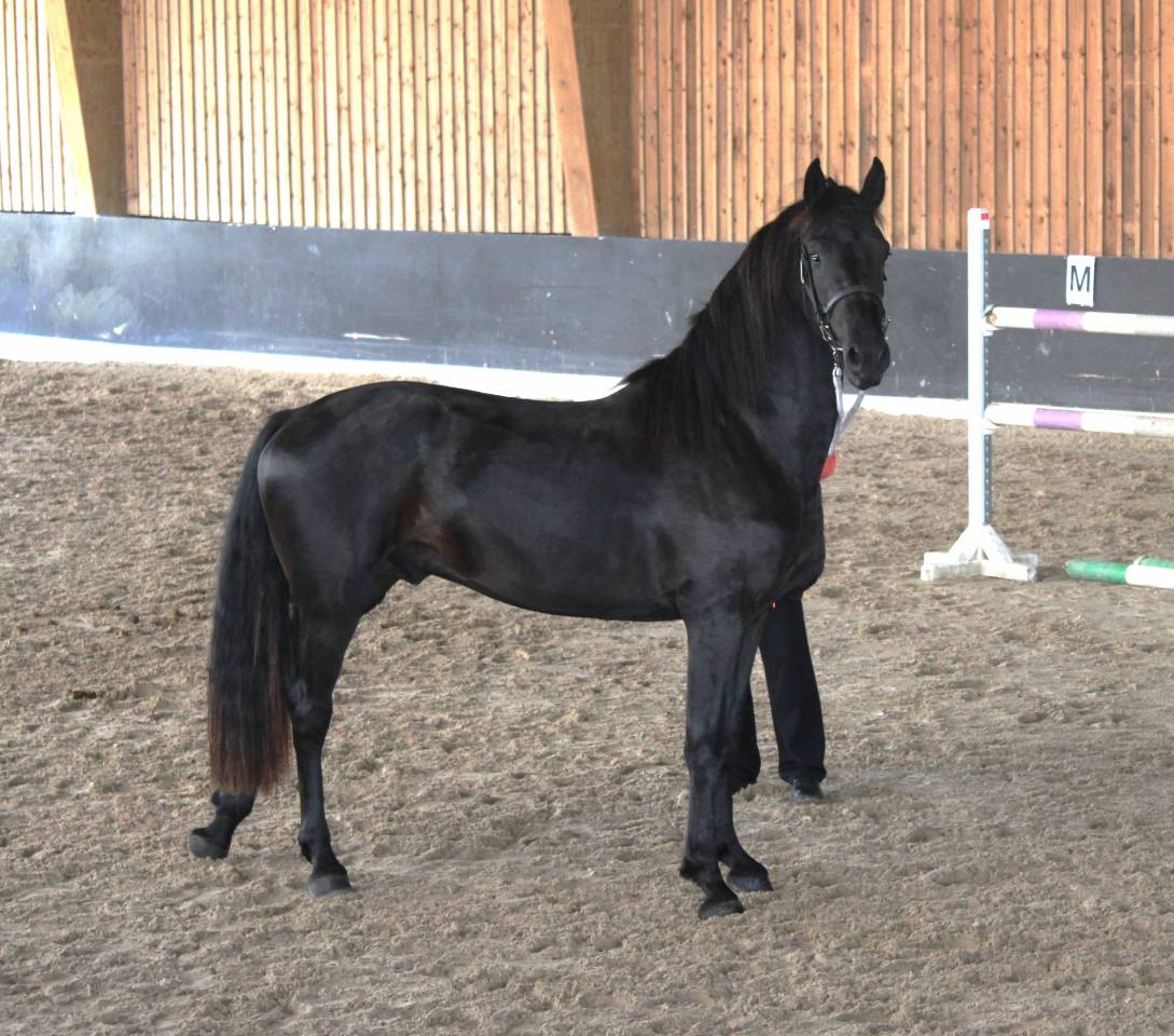 Stallion Friesian Arabian For sale 2022 Black