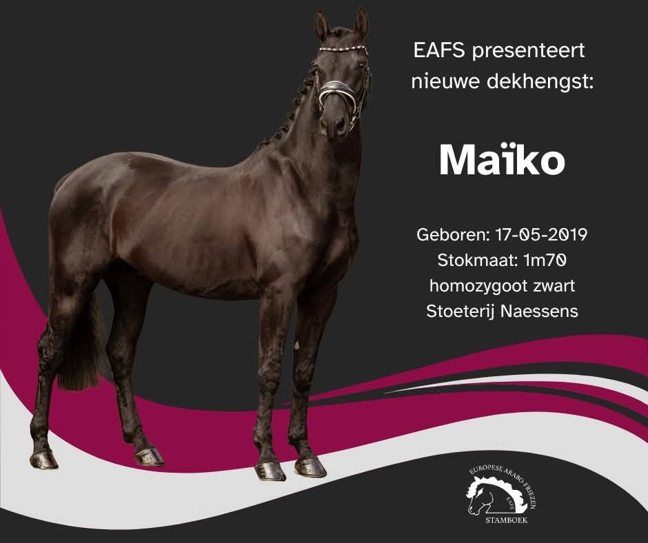 Stallion Friesian Arabian For sale 2022 Black