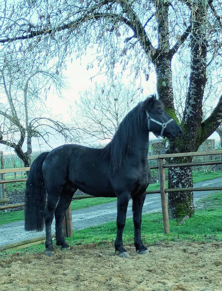 Gelding Friesian Arabian For sale 2022 Black