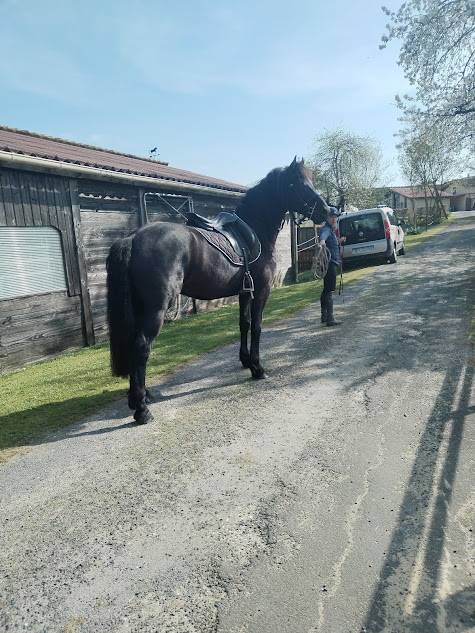 Gelding Friesian Arabian For sale 2022 Black