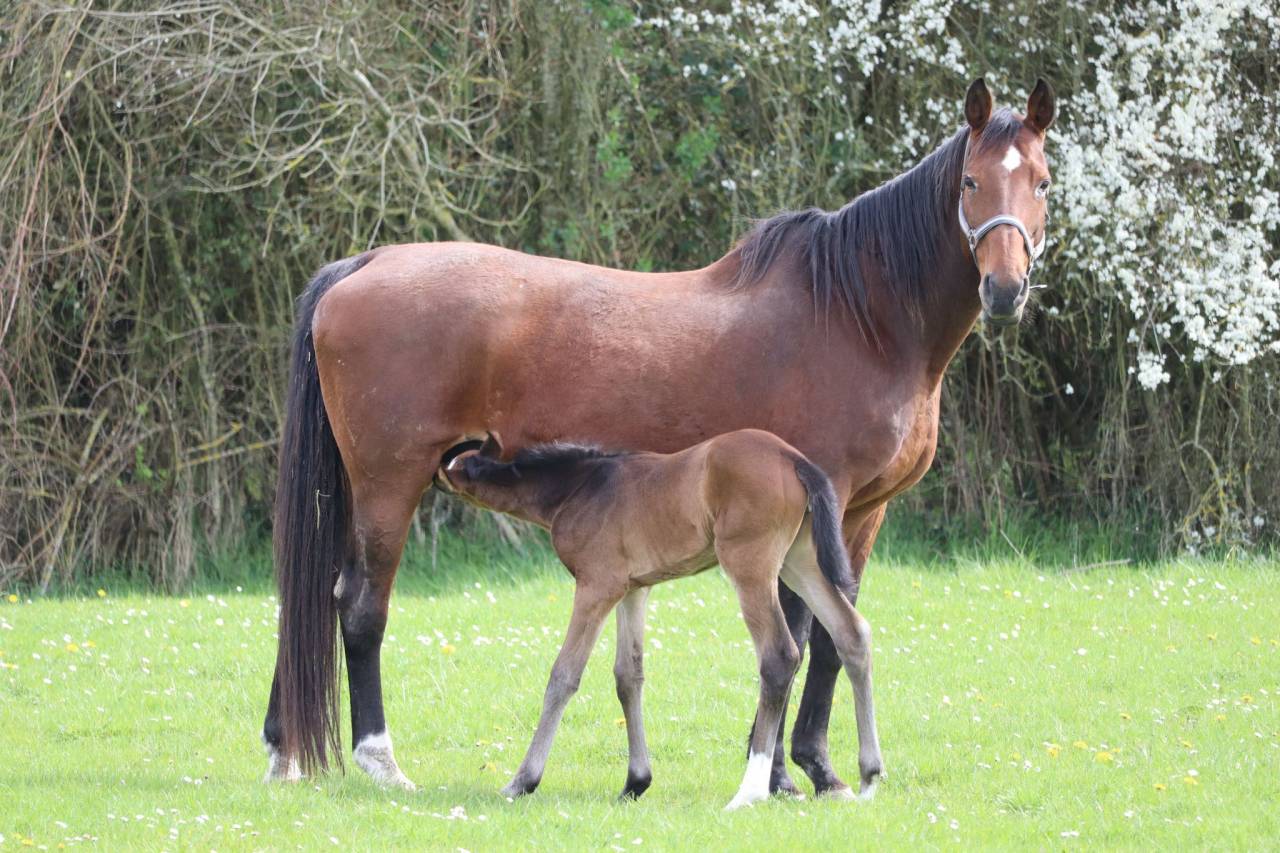 Filly Selle Français For sale 2024 Bay