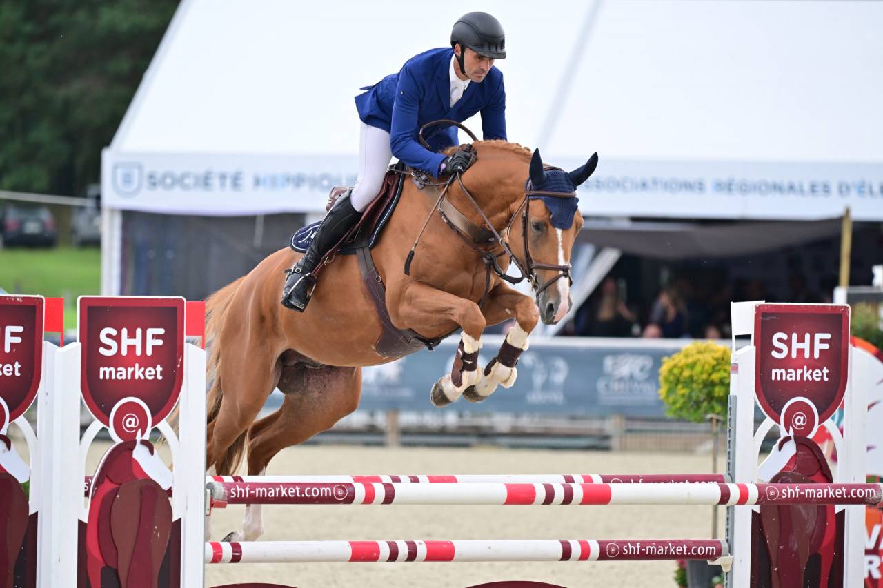 Filly Selle Français For sale 2024 Bay