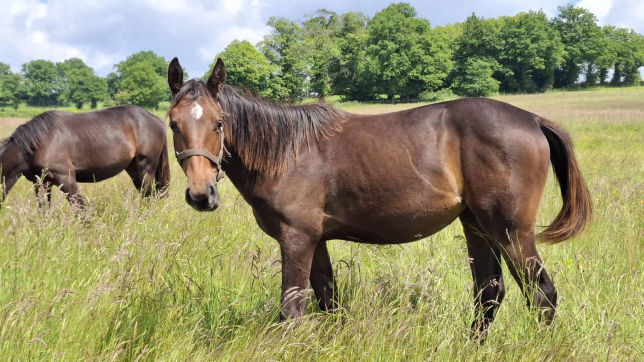 Filly Selle Français For sale 2024 Bay