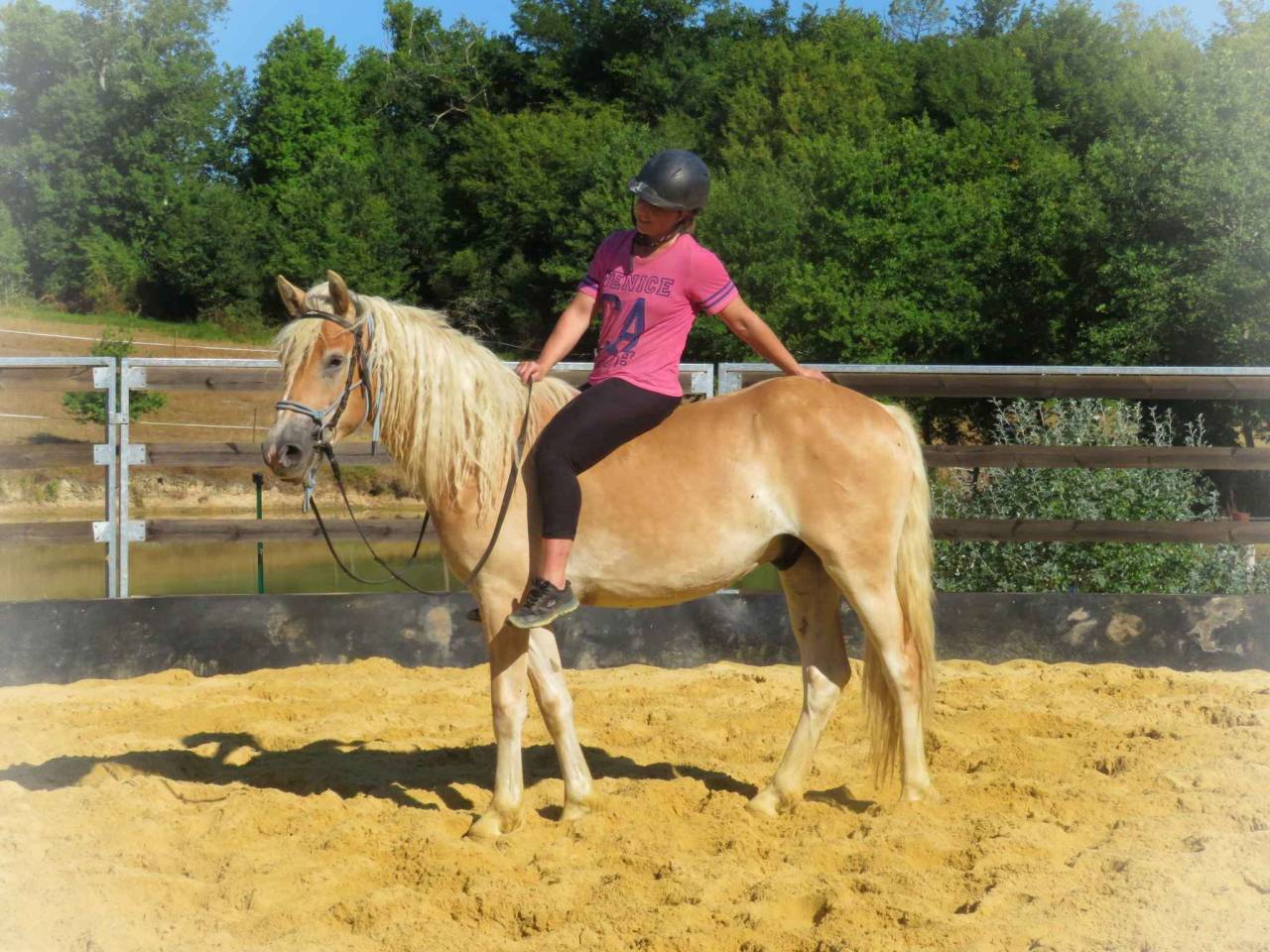 Gelding Origin Recorded For sale 2021 Bay