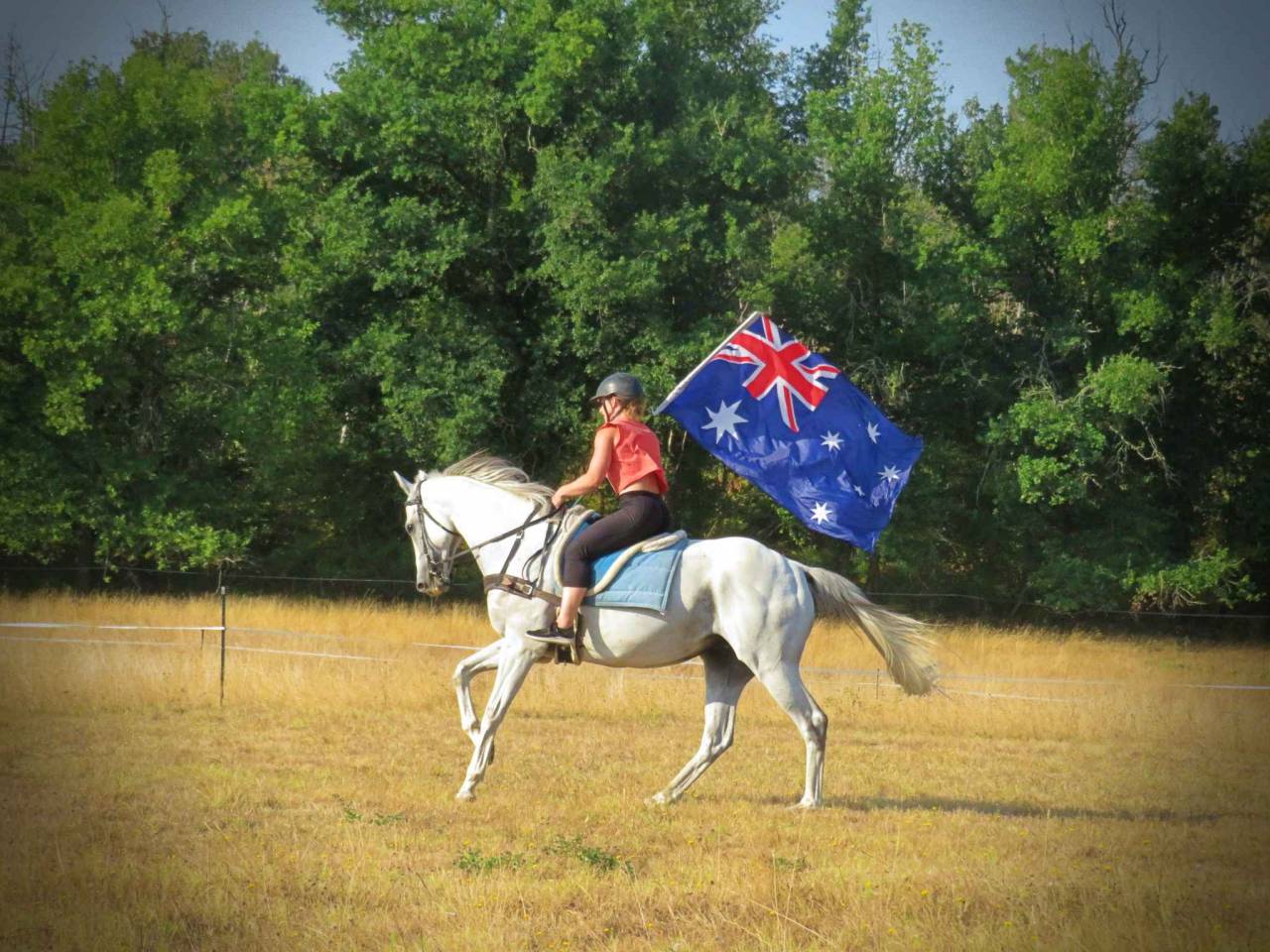 Gelding Origin Recorded For sale 2021 Bay