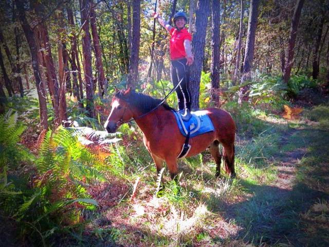 Gelding Origin Recorded For sale 2021 Bay