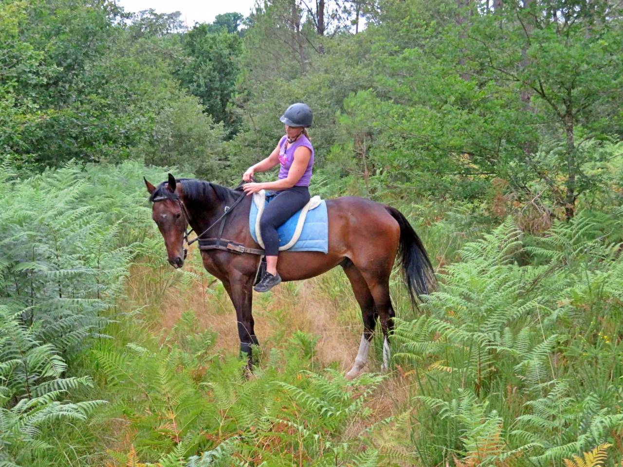 Gelding Origin Recorded For sale 2021 Bay