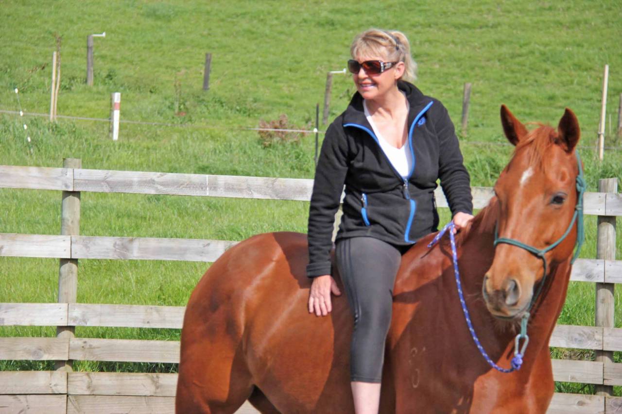 Gelding Origin Recorded For sale 2021 Bay