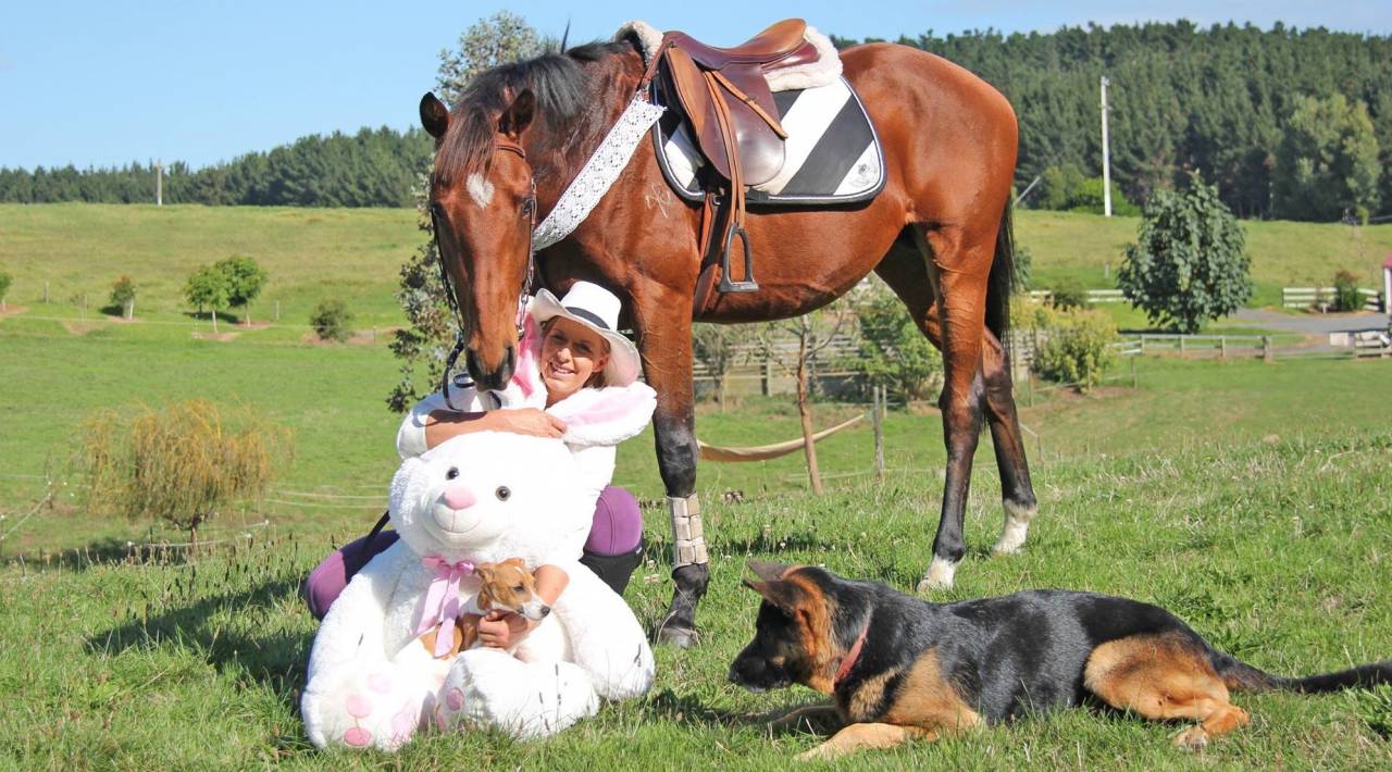 Gelding Origin Recorded For sale 2021 Bay