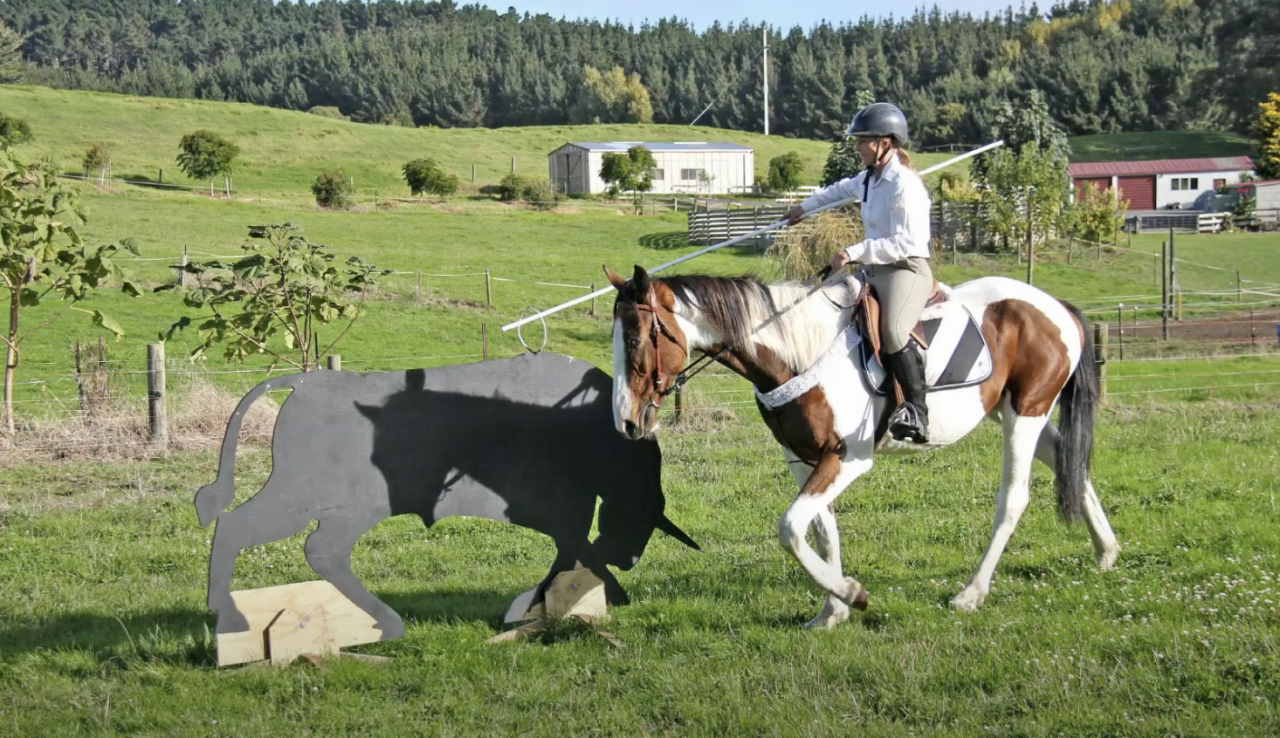 Gelding Origin Recorded For sale 2021 Bay