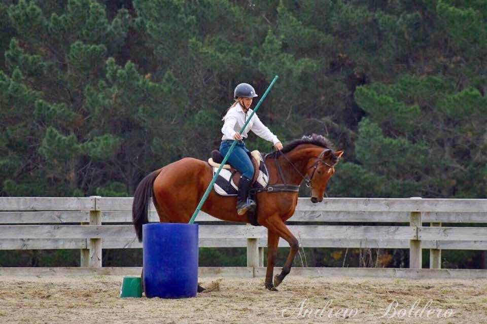 Gelding Origin Recorded For sale 2021 Bay