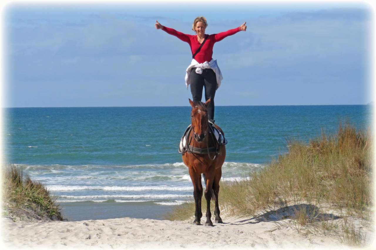 Gelding Origin Recorded For sale 2021 Bay