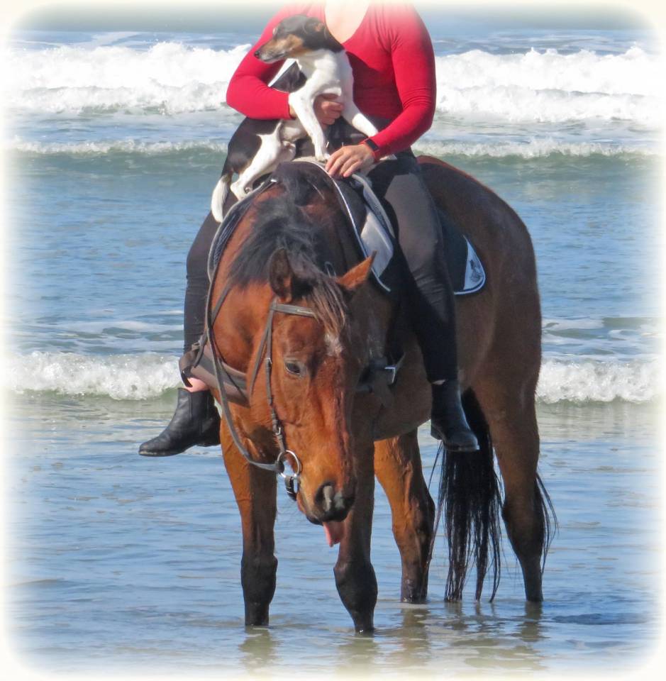 Gelding Origin Recorded For sale 2021 Bay